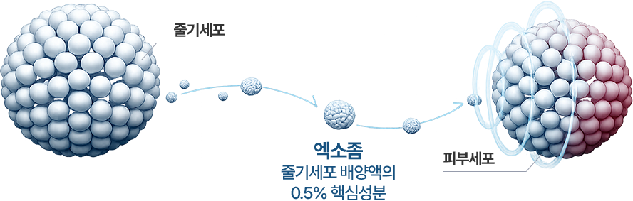 外泌體——幹細胞培養液中佔 0.5% 的關鍵成分
